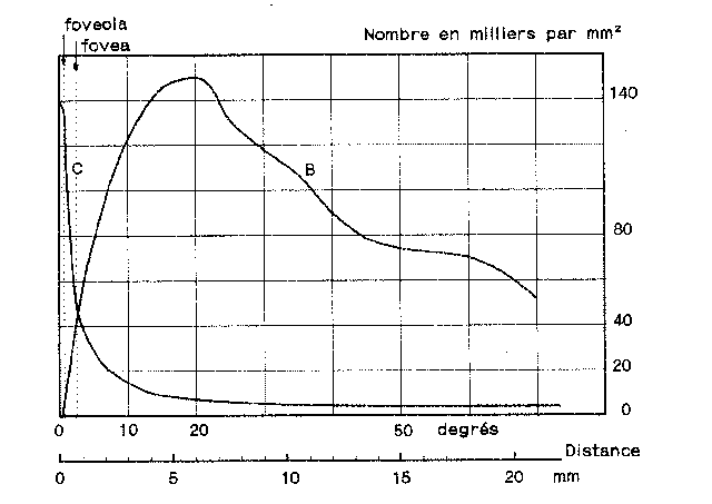 Rpartition des cnes et batonnets